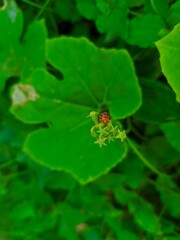 ladybird on a leaf