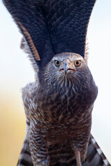 Yellow billed kite