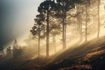 Autumn forest covered in morning mist