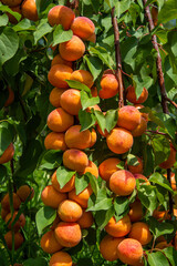 Apricots hanging on tree branches. Agriculture and harvesting concept.