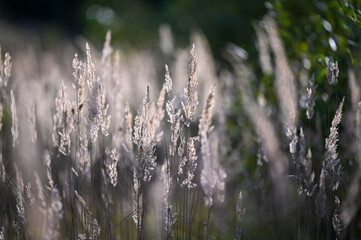 Detail view on wild grass enlighted by the sun and green natural background