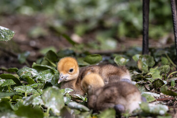 Beautiful yellow fluffy Demoiselle Crane baby gosling, Anthropoides virgo in a bright green meadow