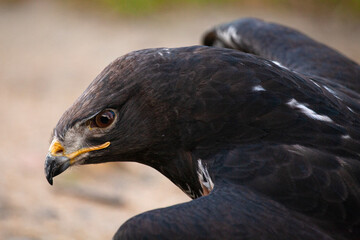 Fototapeta premium Portrait of a Jackal Buzzard