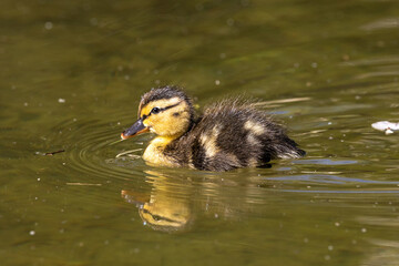 Wild duck or mallard, Anas platyrhynchos family with young goslings at a lake in Munich, Germany