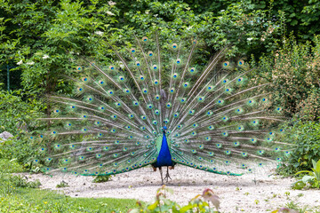 Naklejka premium Indian Peacock or Blue Peacock, Pavo cristatus