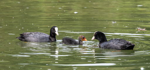 The Eurasian coot, Fulica atra swimming on the Kleinhesseloher Lake at Munich, Germany