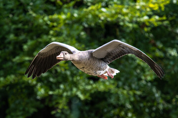 The flying greylag goose, Anser anser is a species of large goose