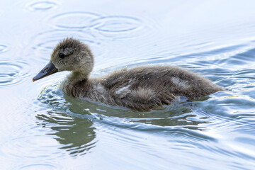 The Eurasian coot, Fulica atra swimming on the Kleinhesseloher Lake at Munich, Germany