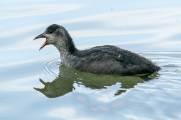 The Eurasian coot, Fulica atra swimming on the Kleinhesseloher Lake at Munich, Germany