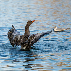 The greylag goose, Anser anser is a species of large goose