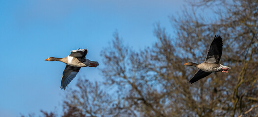 The flying greylag goose, Anser anser is a species of large goose