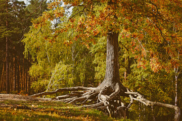 autumn landscape with fallen leaves