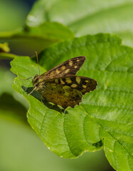 Speckled Wood Butterfly