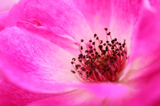 イギリスの国花 Images Browse 113 Stock Photos Vectors And Video Adobe Stock