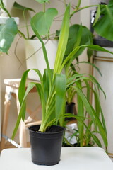 Pandanus is houseplant in a pot. palm with a short brown trunk and long leaves with spikes. spiral palm. sale and cultivation of house plants.