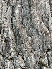 Close up Siamese neem tree skin texture for nature tree background