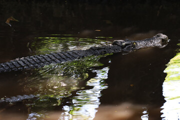 Close up head crocodile is show body in river