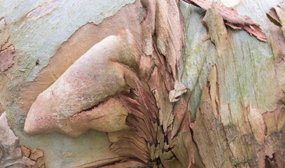 Eucalyptus tree close up with peeling textured bark in autumn