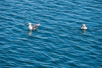 ブルーの洞爺湖面に浮かぶウミネコ二羽