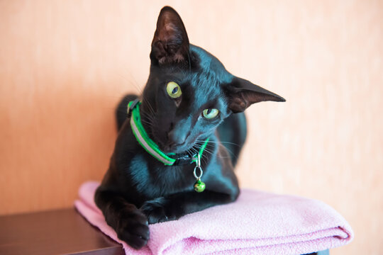 Black oriental cat with green collar