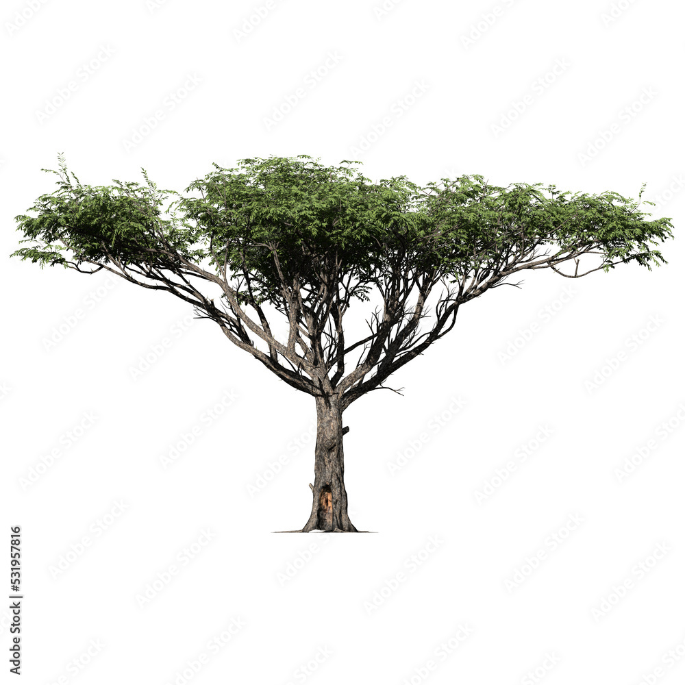 Wall mural acacia tree – isolated front view