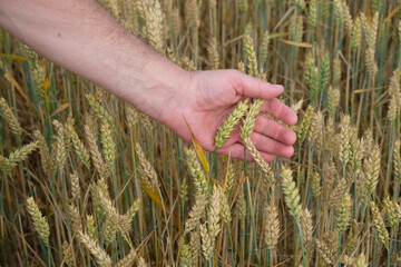 Ears of wheat in a man's palm on a wheat field background. The farmer checks the ripeness of the...