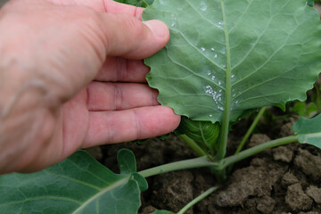 Colonies of Cabbage Whitefly on the backside of leaves. A woman inspects young cabbage plants. Pest...