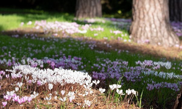 Clumps of pink cyclamen flowers growing under a tree, photographed in the garden at RHS Wisley, Surrey UK. 