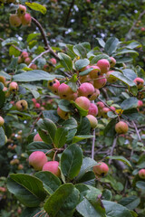 crab apples growing on a tree in autumn