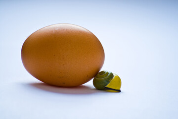 concept of an eggshell, an egg and a shell of a snail against a white backdrop