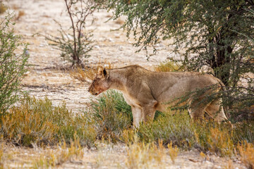 Naklejka na ściany i meble African lioness walking in shrub land in Kgalagadi transfrontier park, South Africa; Specie panthera leo family of felidae
