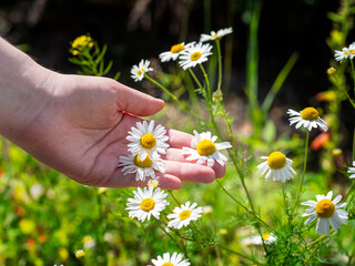 Hand in daisies. The concept of summer, sun, nature.