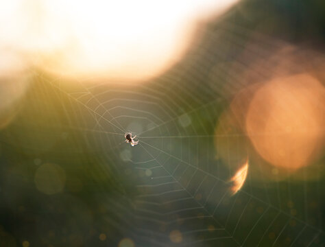 Image of a spider in a web with a bokeh in the background. A natural backdrop for a variety of
