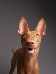 red dog with a funny muzzle. Pharaoh hound, cirneco dell'etna on gray background.