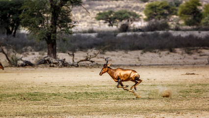 Naklejka na ściany i meble Hartebeest running side view in dry land in Kgalagadi transfrontier park, South Africa; specie Alcelaphus buselaphus family of Bovidae