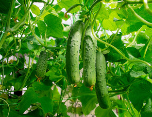 A bunch of fresh cucumbers in the greenhouse