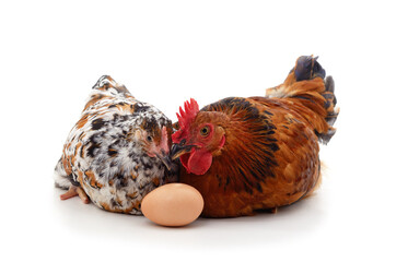 Brown chickens with an egg.