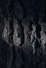 Fototapeta premium Tree trunk bark burnt after forest fire