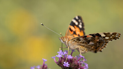 beautiful orange butterfly collects pollen , incredible wildlife