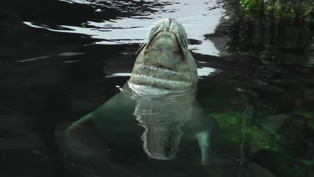Harbor Seal relax in the water, Seward Alaska zoo
Seward Alaska zoo, 2021
