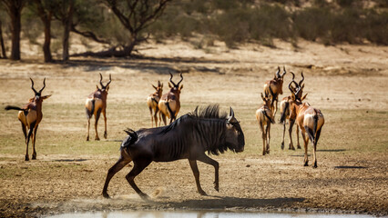 Blue wildebeest running in front of hartebeest group in Kgalagadi transfrontier park, South Africa ; Specie Connochaetes taurinus family of Bovidae