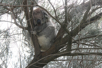 koala in australia © frdric