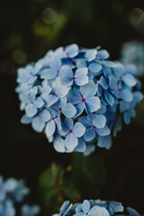 close up blue rhododendron Ireland 