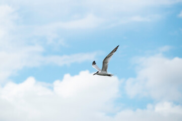 Fototapeta na wymiar Common Tern, frequently seen along the shores and wetlands of North America, flying in a cloud-specked sky.