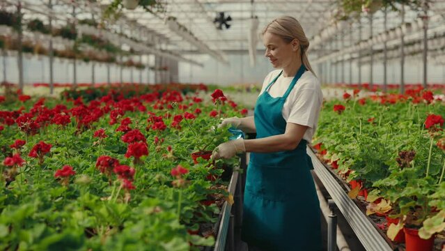 Female worker sprays flowers and examining them. Beautiful young florist working in a flower shop. People and professions concept.