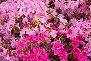 Pink rhododendron flower. Rhododendron pattern. Natural beauty. Beautiful blooming texture background. Flowers backdrop. Aroma fragrance. Blossoming bush. Rhododendron pink flower blooming.