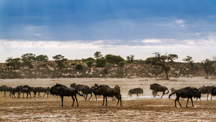 Fototapeta na wymiar Scenery with herd of Blue wildebeest in Kgalagadi transfrontier park, South Africa ; Specie Connochaetes taurinus family of Bovidae