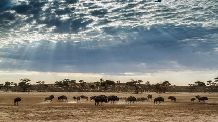 Scenery with herd of Blue wildebeest with amazing sky in Kgalagadi transfrontier park, South Africa ; Specie Connochaetes taurinus family of Bovidae