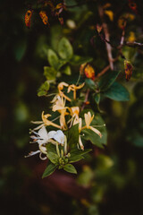 Honeysuckle in garden in Ireland 