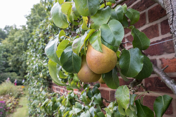 Pears growing on a pear tree in autumn